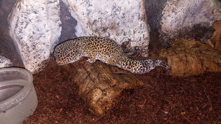 Mostra Mercato: 13ª edizione al Parco Baden Powell di Dueville — 1