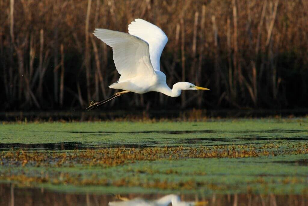 Primavera delle Oasi: oltre 100 appuntamenti WWF per famiglie dal 25