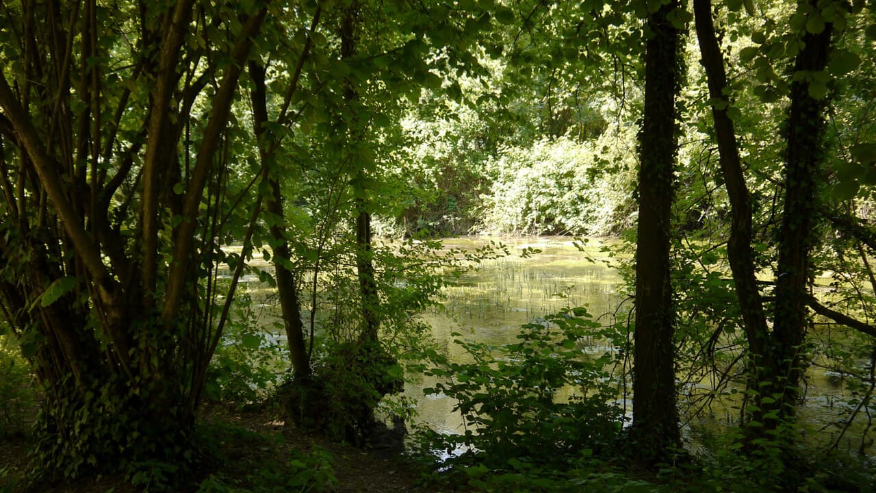 La Domenica dello Storga: giornata nel bosco per famiglie (19 aprile